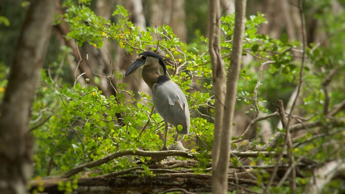Calakmul Ancient Maya City Tour - From Campeche - Wildlife and architecture working together