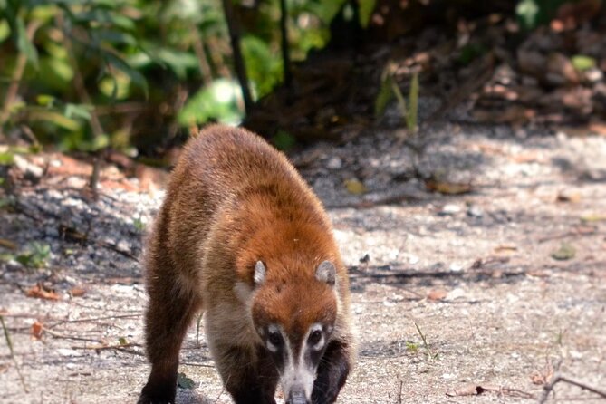 Calakmul Ancient Maya City Tour From Xpujil - The Drive Through Calakmul Biosphere Reserve: Wildlife Time Starts Early