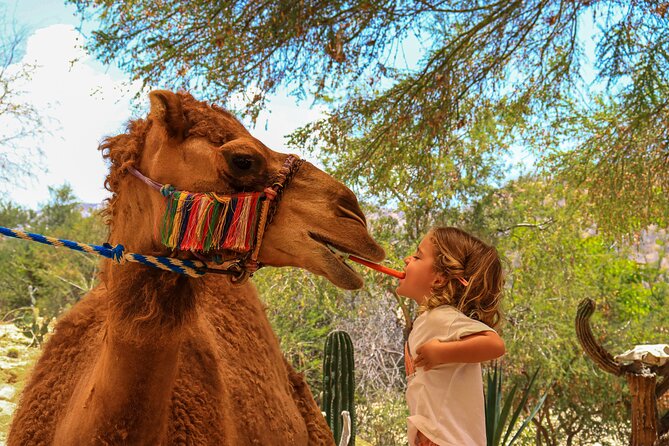 Camel Ride in the Canyon and Thrilling Water Slides and Snacks - Snacks, drinks, and the hydration trick that actually works