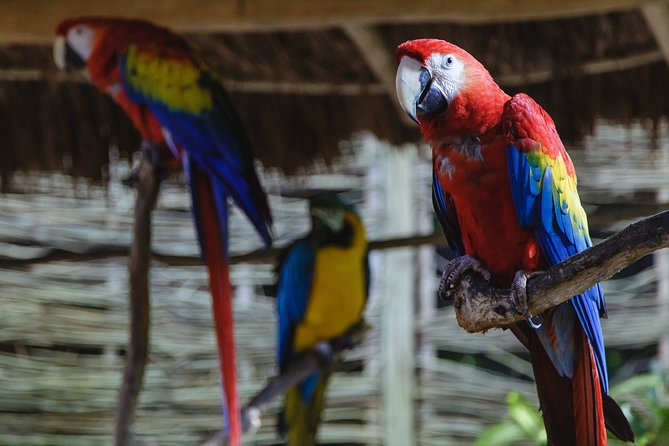 Cancun Extreme Zipline Canopy Tour - Extreme add-ons: bungee jump and the Superman-style zipline