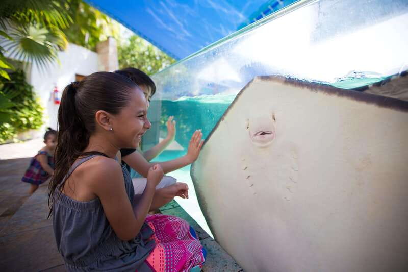Cancún Interactive Aquarium Admission + Dolphin Presentation - The aquarium experience: what you actually see