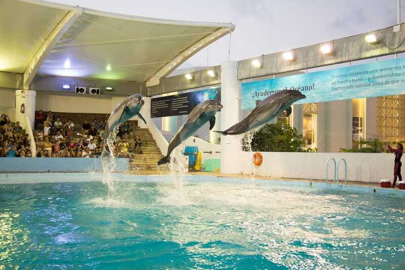 Cancún Interactive Aquarium Admission + Dolphin Presentation - Touch tanks: the best part if you want more than watching