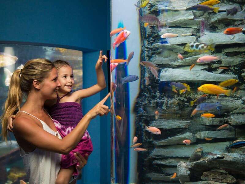 Cancún Interactive Aquarium Admission + Dolphin Presentation - The walk-through fish tank area with 1,195 specimens