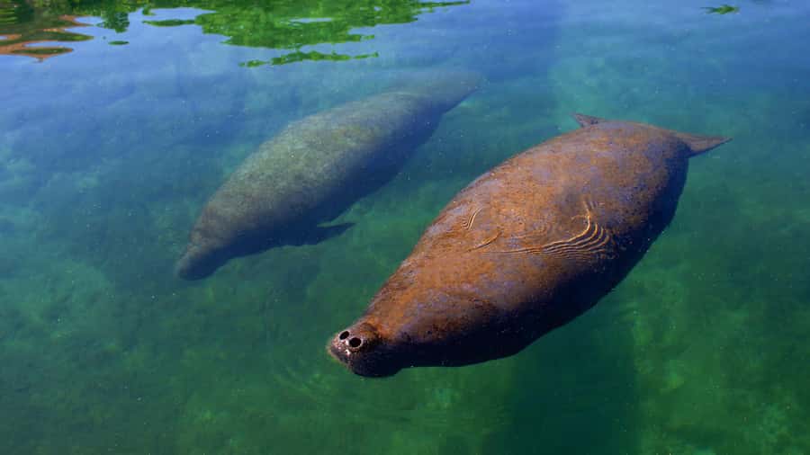 Cancun: Manatee Swimming on Isla Mujeres with Buffet Lunch - Key Things to Know Before You Go