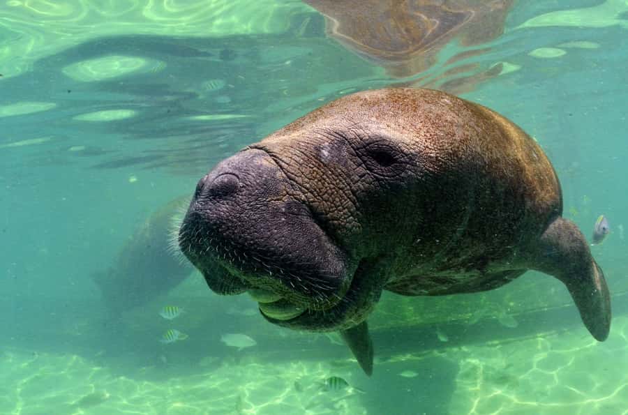 Cancun: Manatee Swimming on Isla Mujeres with Buffet Lunch - A Calm Manatee Day Trip from Cancun to Isla Mujeres