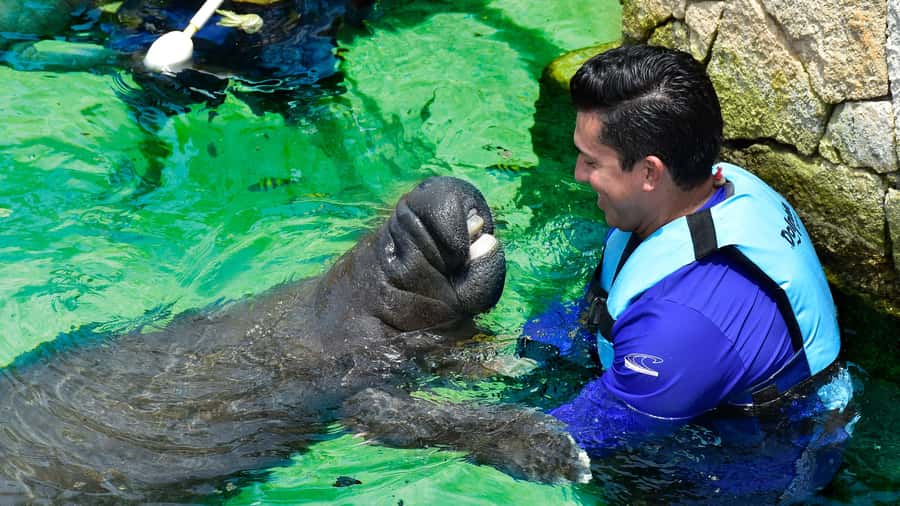 Cancun: Manatee Swimming on Isla Mujeres with Buffet Lunch - Dolphin Discovery Isla Mujeres: Pools, Loungers, and Rules