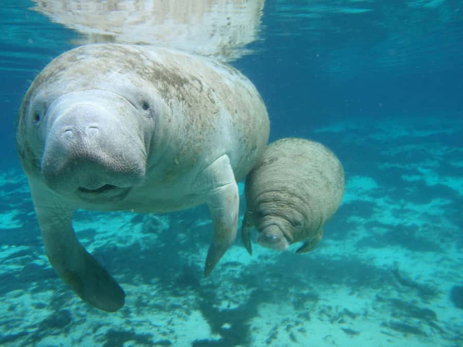 Cancun: Manatee Swimming on Isla Mujeres with Buffet Lunch - Buffet Lunch and Soft Drinks: Included Comfort Food