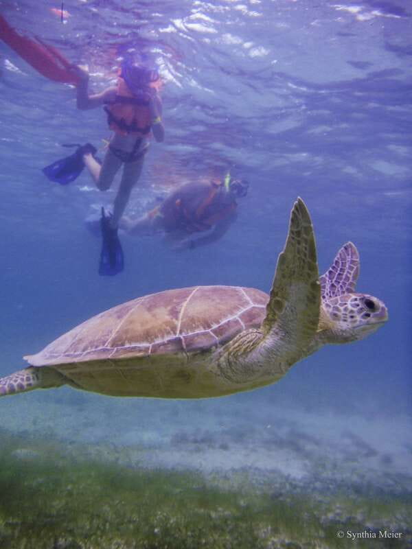 Cancun: Marine Turtle Observation in Akumal - Akumal turtle snorkeling plus cenote time: the key things you’ll notice