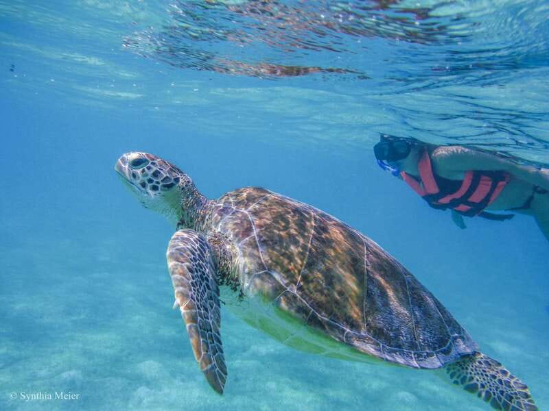Cancun: Marine Turtle Observation in Akumal - Snorkel with marine turtles in Akumal’s protected water