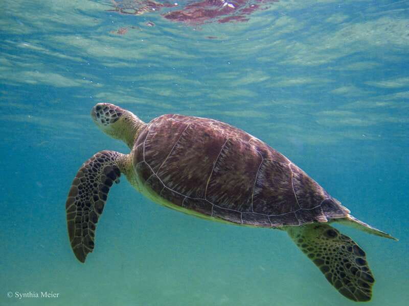 Cancun: Marine Turtle Observation in Akumal - What to bring so you feel comfortable in both ecosystems