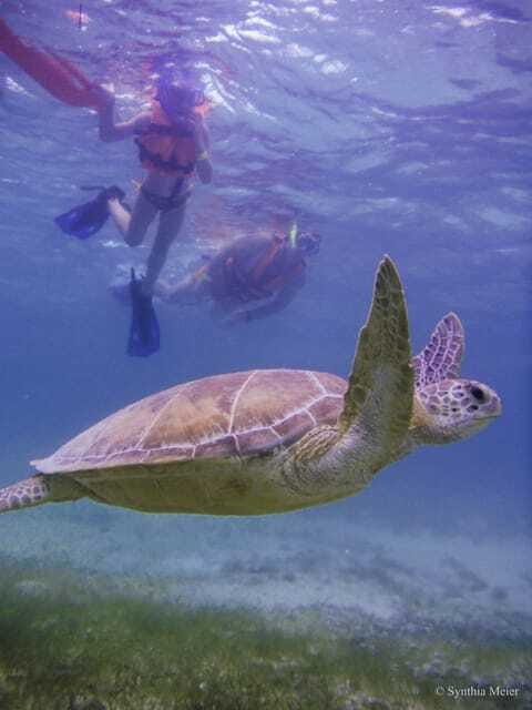 Cancun: Marine Turtle Observation in Akumal - Family-friendly, but not for every body type