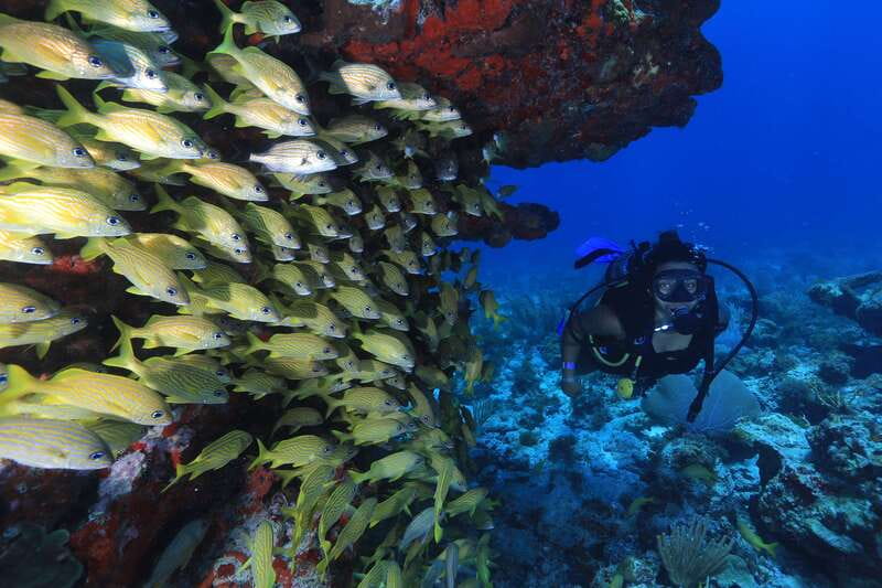 Cancun: Scuba Diving for Beginners, 2 Dives - Photos, Video, and How to Bring Home Proof
