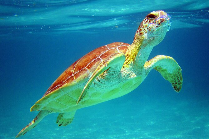 Cancun: Sea turtles and Cenote Tour With Pick Up from your Hotel - Key takeaways before you go