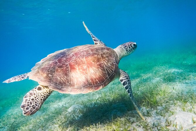 Cancun: Sea turtles and Cenote Tour With Pick Up from your Hotel - Yax-Muul cenote caves, swimming under stalactites and stalagmites