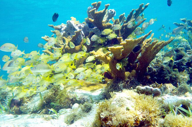 Cancun Snorkeling Adventure: Underwater Museum, Reef & Shipwreck - Safety and gear: what’s included, and what “extraction service” really means