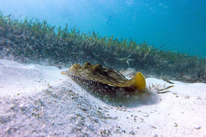 Cancun Snorkeling Adventure: Underwater Museum, Reef & Shipwreck - Price and the real cost: $79 plus the $20 conservation fee