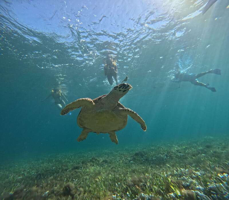 Cancun: Snorkeling Boat Tour with Gear - Key Highlights at a Glance