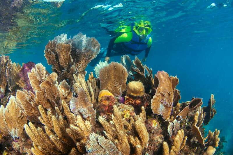 Cancun: Snorkeling Tour at MUSA The Underwater Museum - Guides, Safety, and Reef Rules That Keep It Fun