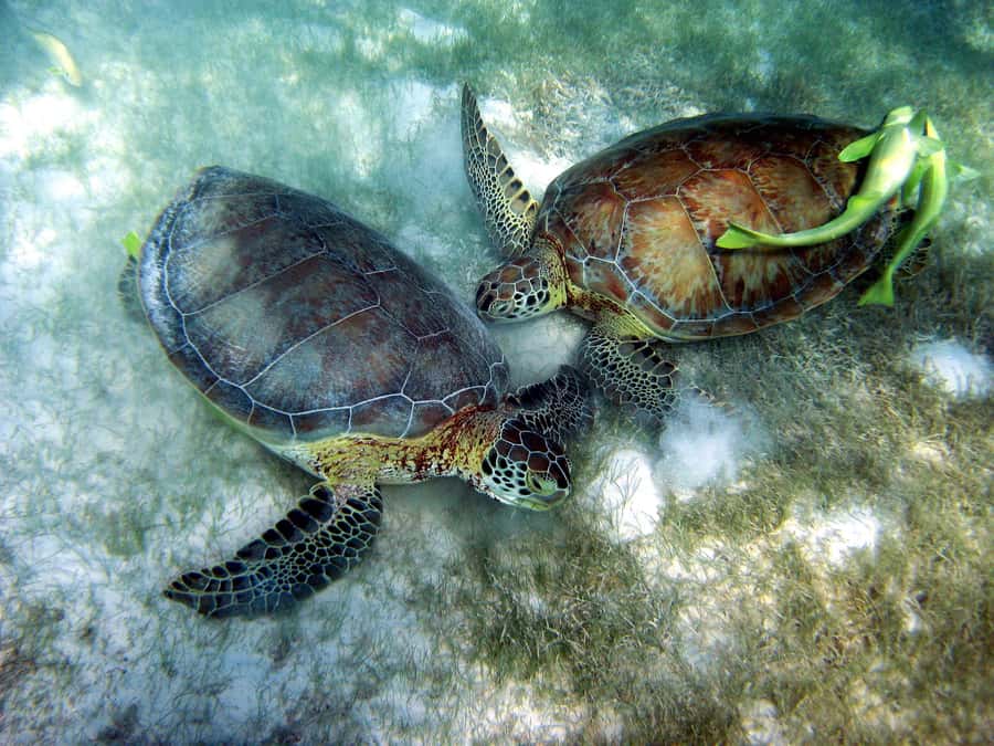 Cancun: Snorkeling tour with Sea Turtles & Cenote, half day. - Key Highlights That Make This Tour Worth a Look