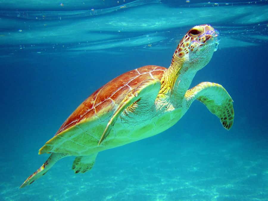 Cancun: Snorkeling tour with Sea Turtles & Cenote, half day. - A Half-Day Plan That Actually Fits Cancun Beach Time