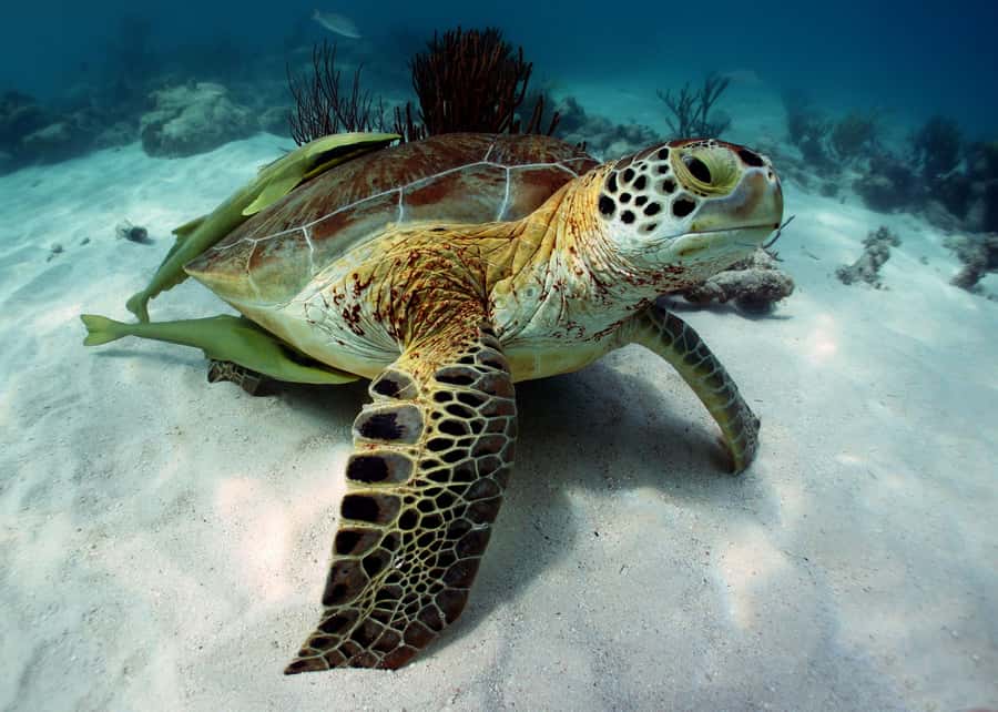 Cancun: Snorkeling tour with Sea Turtles & Cenote, half day. - Who This Tour Suits Best (and Who Might Want Another Option)