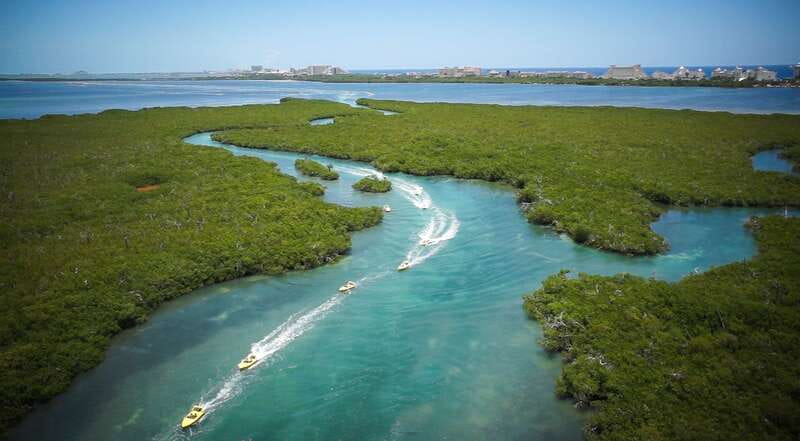 Cancun: Speedboat Mangrove Jungle & Snorkel Tour - Mangrove biodiversity, explained in a way you can use