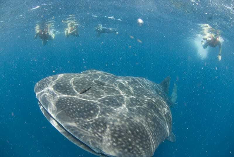 Cancún: Swim with Whale Sharks - From Cancun to Marina Xtabay: the day starts early for a reason