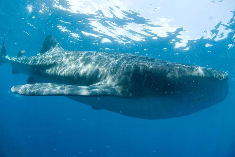 Cancún: Swim with Whale Sharks - Speedboat to Isla Mujeres and the marine life hunt rhythm