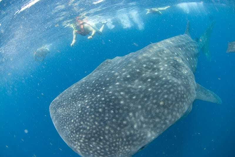 Cancún: Swim with Whale Sharks - The whale shark swim: controlled, short, and worth it