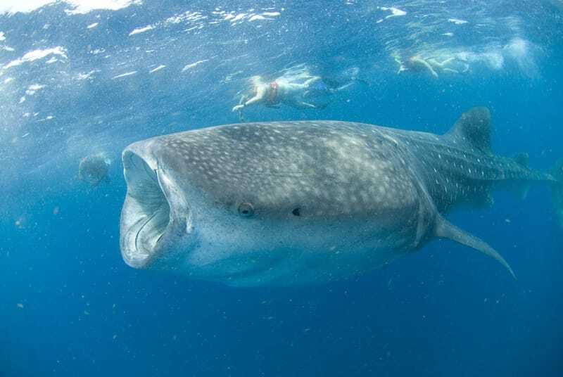 Cancún: Swim with Whale Sharks - The sea turtle and dolphin moments that round out the day