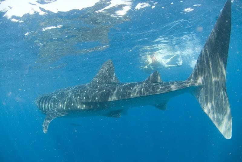Cancún: Swim with Whale Sharks - Price and what you actually get for $160