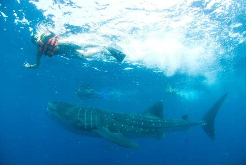 Cancún: Swim with Whale Sharks - Comfort, safety, and what to pack so the day feels good