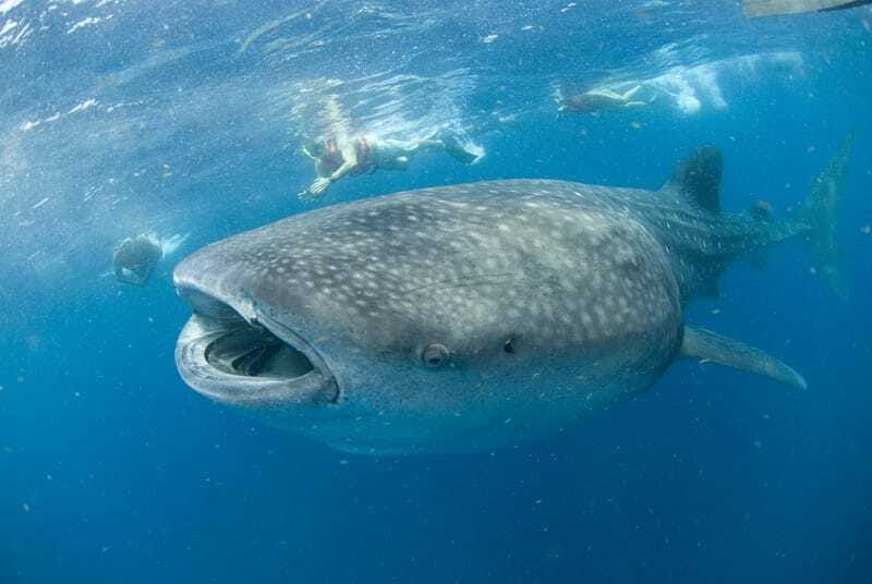 Cancún: Swim with Whale Sharks - The drive and briefing: getting the rules before you hit the water