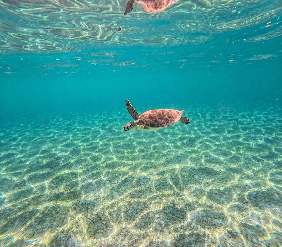 Cancun: Tulum Ruins, Akumal Turtles, Cenote & Caves Tour - Early-Access Tulum Ruins With a Cliffside Caribbean View