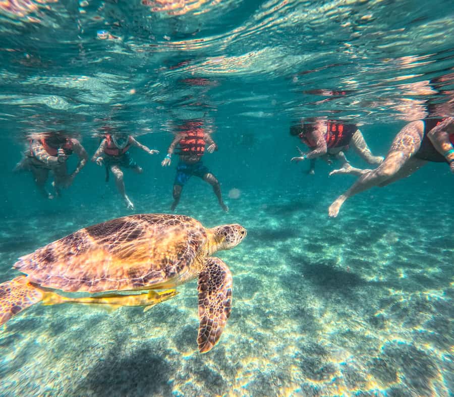 Cancun: Tulum Ruins, Akumal Turtles, Cenote & Caves Tour - Price, Value, and the One Big Cost Add-On
