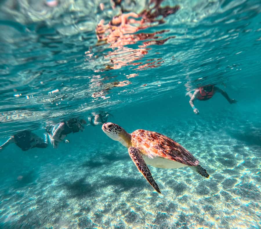 Cancun: Tulum Ruins, Akumal Turtles, Cenote & Caves Tour - Guides and Group Size, What You Can Expect from the Human Side