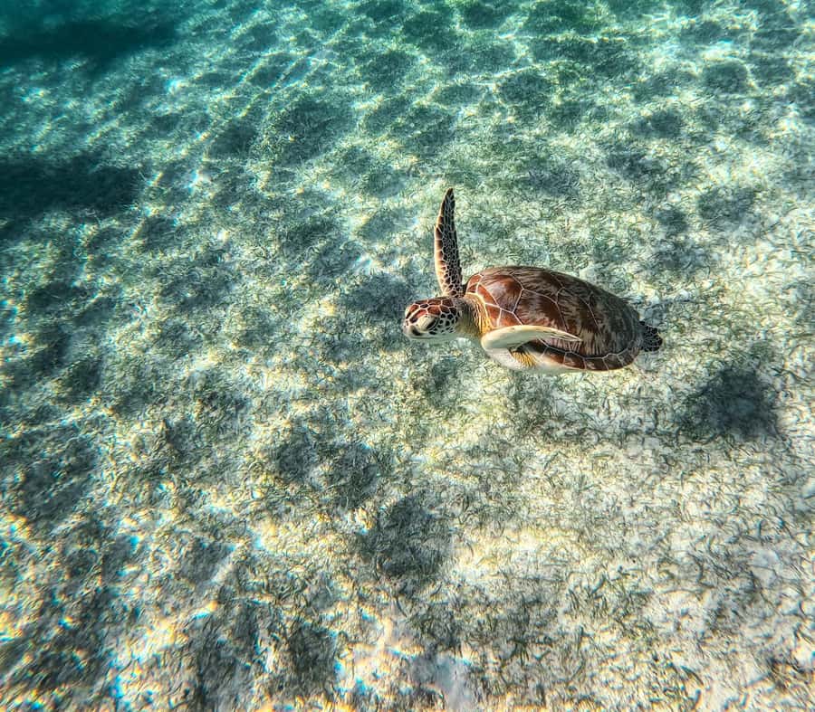 Cancun: Tulum Ruins, Akumal Turtles, Cenote & Caves Tour - Should You Book This Cancun to Tulum and Cenote Tour?