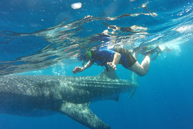 Cancun Whale Shark Encounter - Punta Sam start: easy pickup, clear meeting point