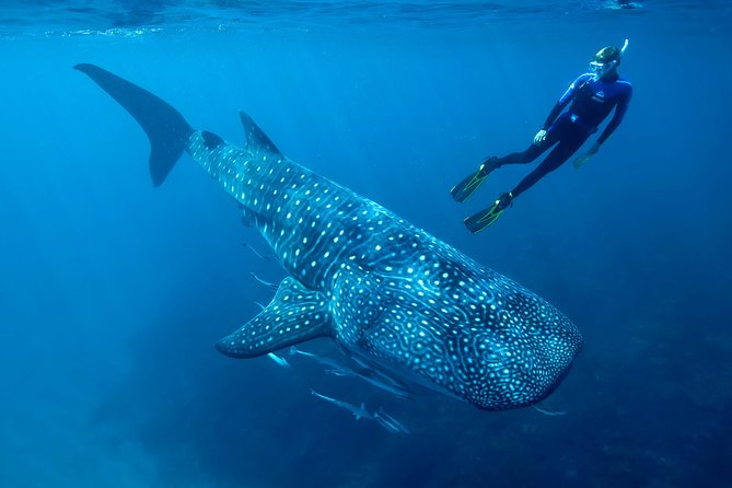 Cancun Whale Shark Encounter - Whale shark swim rules: close encounters with guardrails