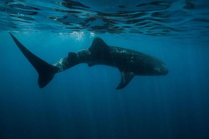 Cancun Whale Shark Encounter - The snorkel boat and gear: sterilized equipment and a shared day