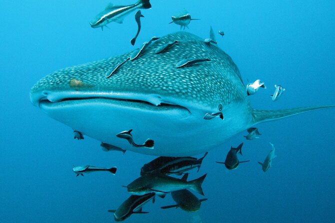 Cancun Whale Shark Encounter - Playa Norte, Isla Mujeres: the beach break plus more sea time