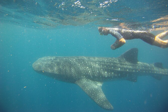 Cancun Whale Shark Encounter - Food and included comforts: what you get beyond the swim