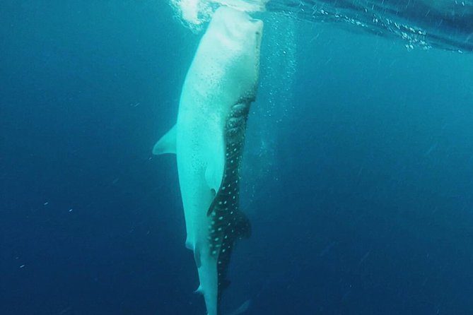 Cancun Whale Shark Encounter - Price and value for $210, plus the $20 add-on