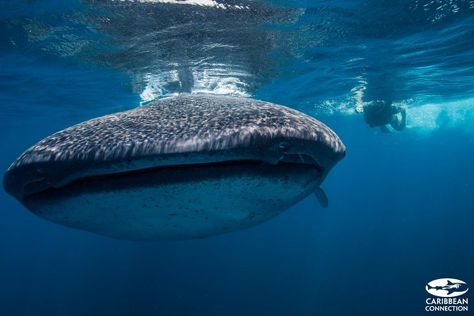 Cancun Whale Shark Encounter - Certified bilingual guides: how you get close and stay safe