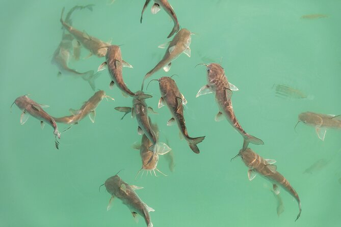 Catamaran Adventure: Sailing and Swimming in the Bacalar Lagoon - Price and value: is $55 a fair trade for 3 hours?