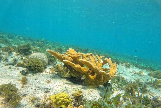 Catamaran with Snorkeling and North Beach, Isla Mujeres - Isla Mujeres for 3 Hours: North Beach, Murals, Food Choices, and Viewpoints