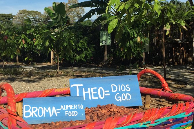 Chocolate Tour in Vallarta - Key highlights you should care about
