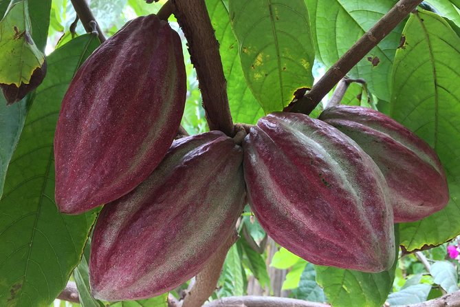 Chocolate Tour in Vallarta - Entering Planeta Cacao, where the tour feels like a workshop