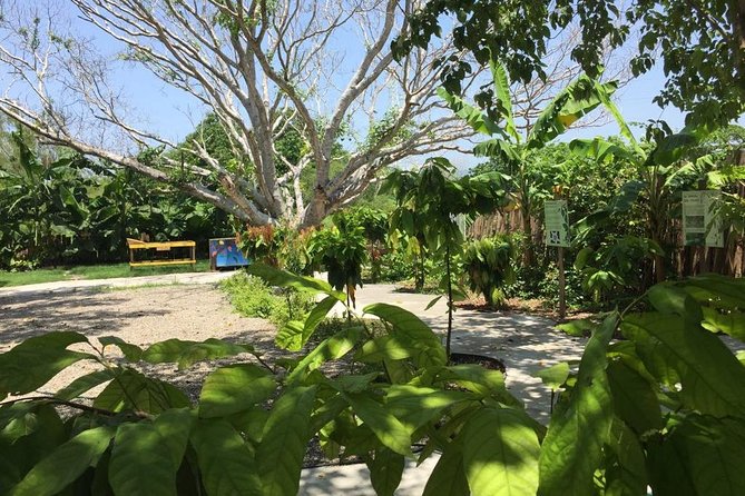 Chocolate Tour in Vallarta - Value check: is $39 per person a good deal?