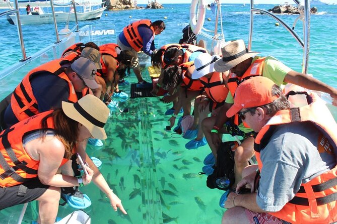 Clear Boat Ride in Los Cabos - The Sea of Cortez Stop: Marine Life From Deck Height